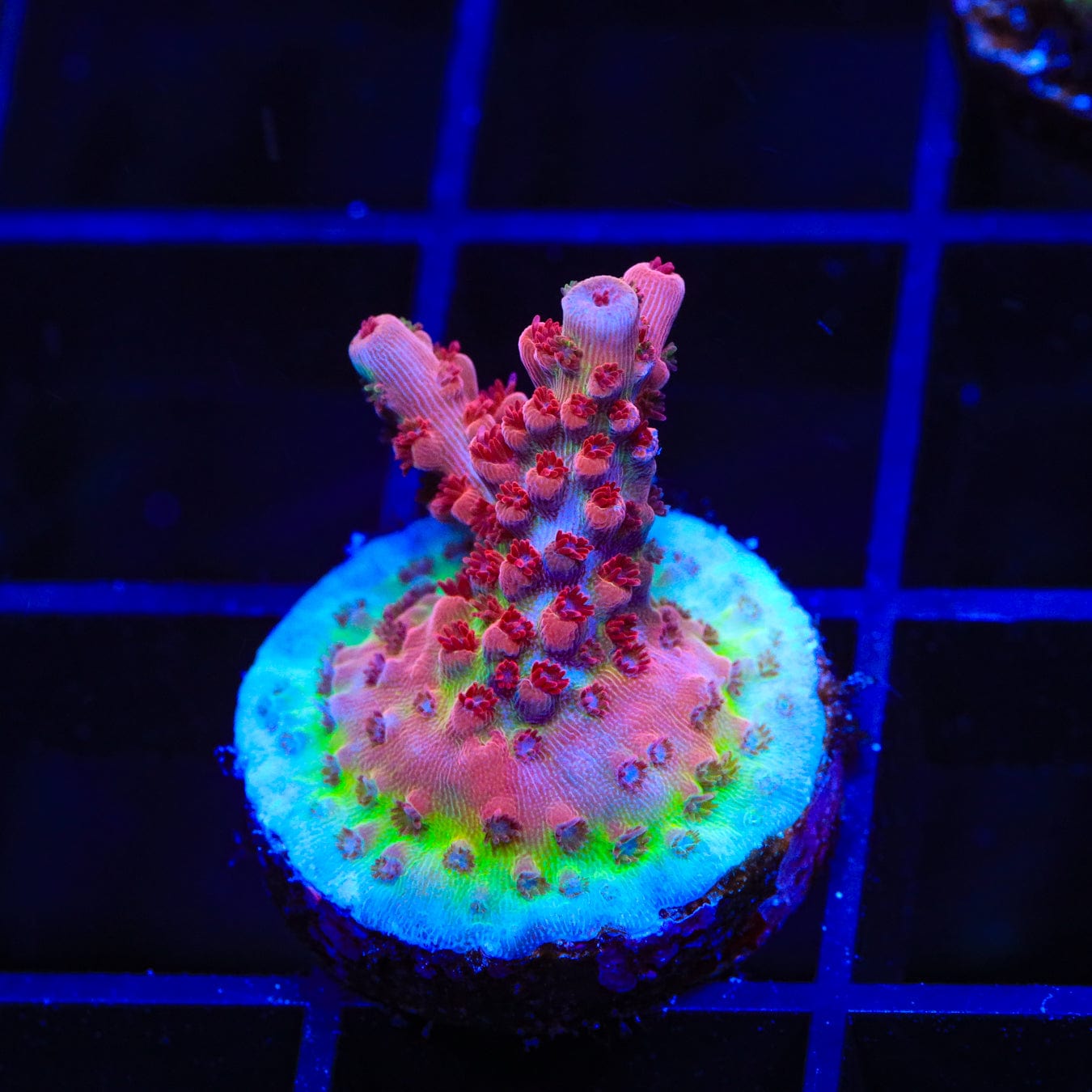 Premium CB Maleficent Acropora Coral for Saltwater Aquariums - Vibrant Purple & Green SPS Coral for Reef Tanks