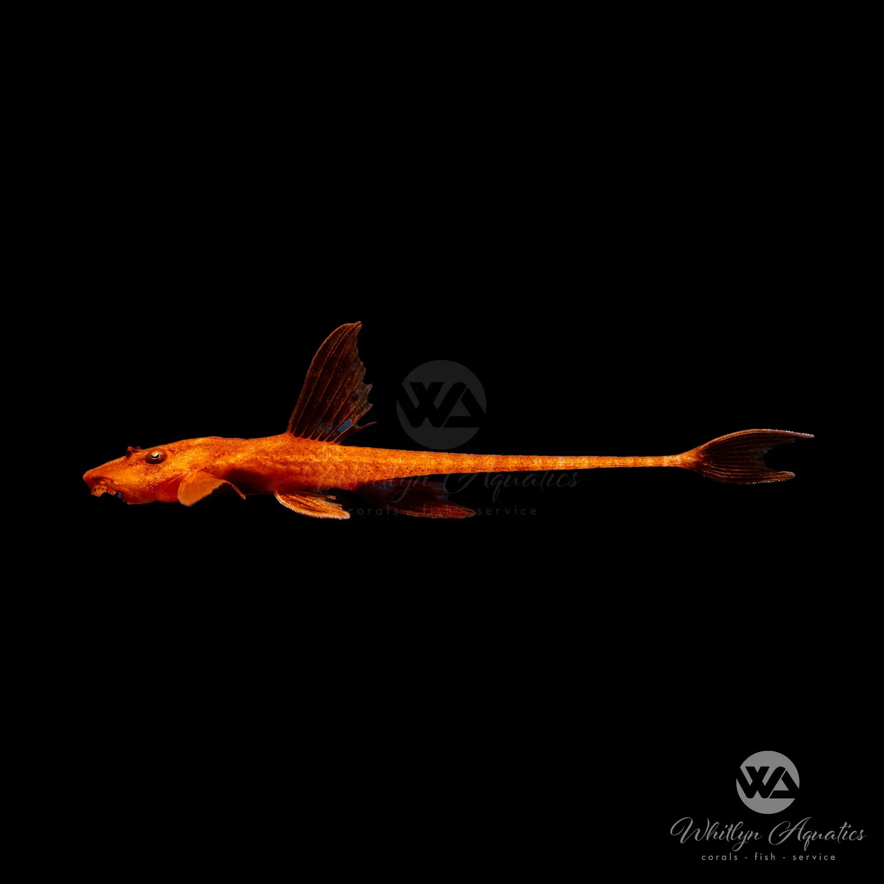 Premium Red Lizard Fish (Rinelocaria sp. L11a) - Exotic Freshwater Aquarium Fish for Tropical Tanks & Aquatic Displays