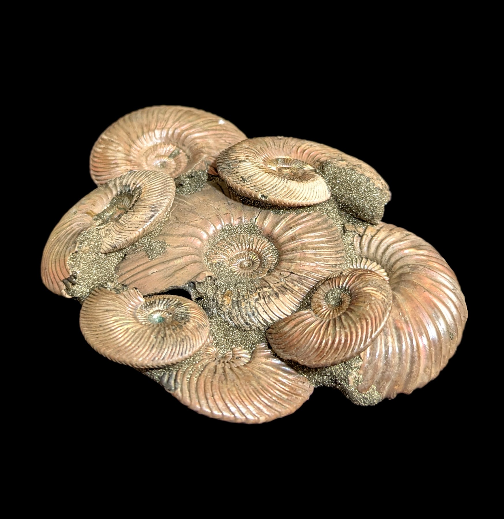Natural Ammonite Fossils on Composite Matrix - Authentic Collectible Specimen for Home Decor, Gifts & Paleontology Enthusiasts | Perfect for Display Cases, Office Desks & Educational Use