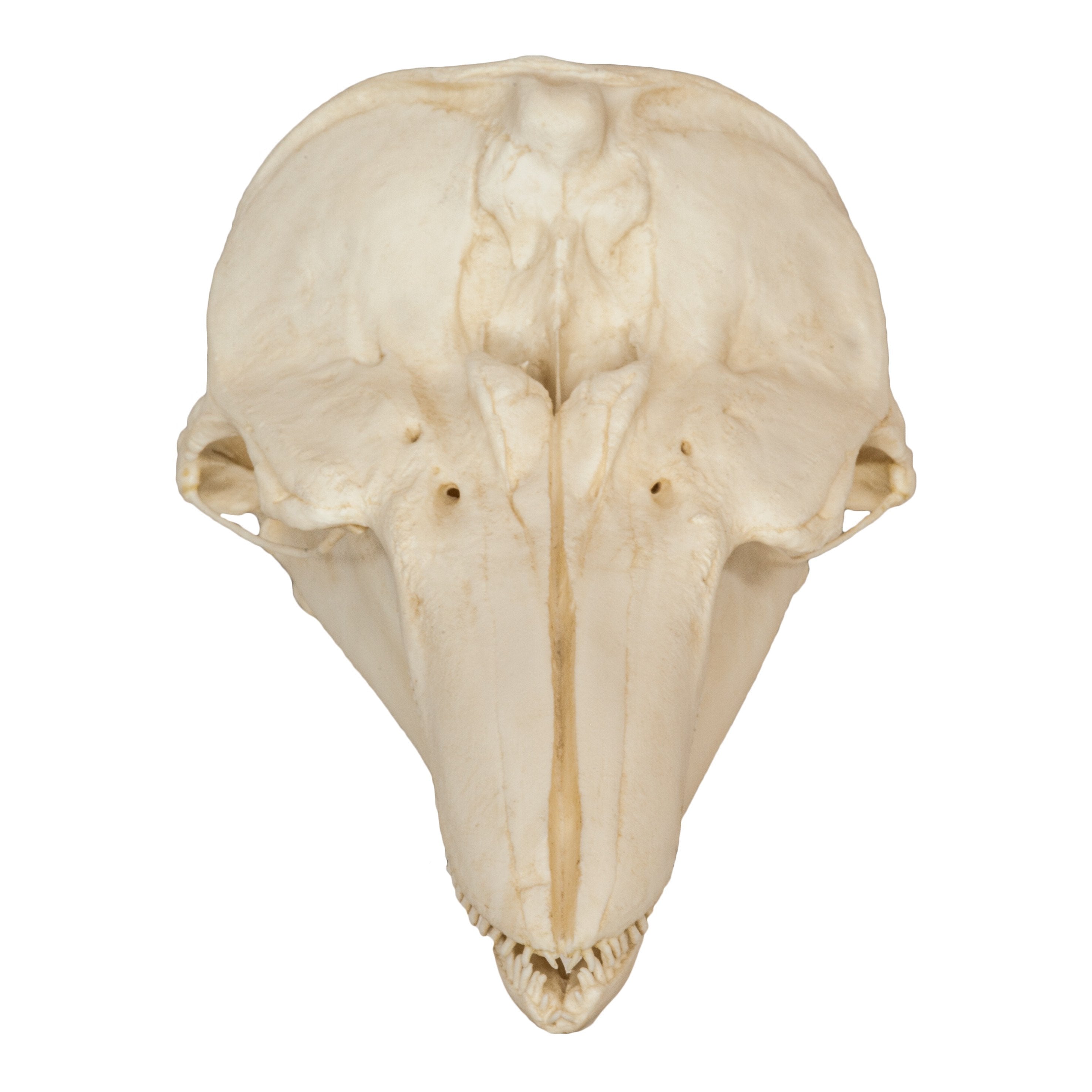 Authentic Replica Harbor Porpoise Skull - Lifelike Marine Mammal Specimen for Science Education, Home Decor & Halloween Props