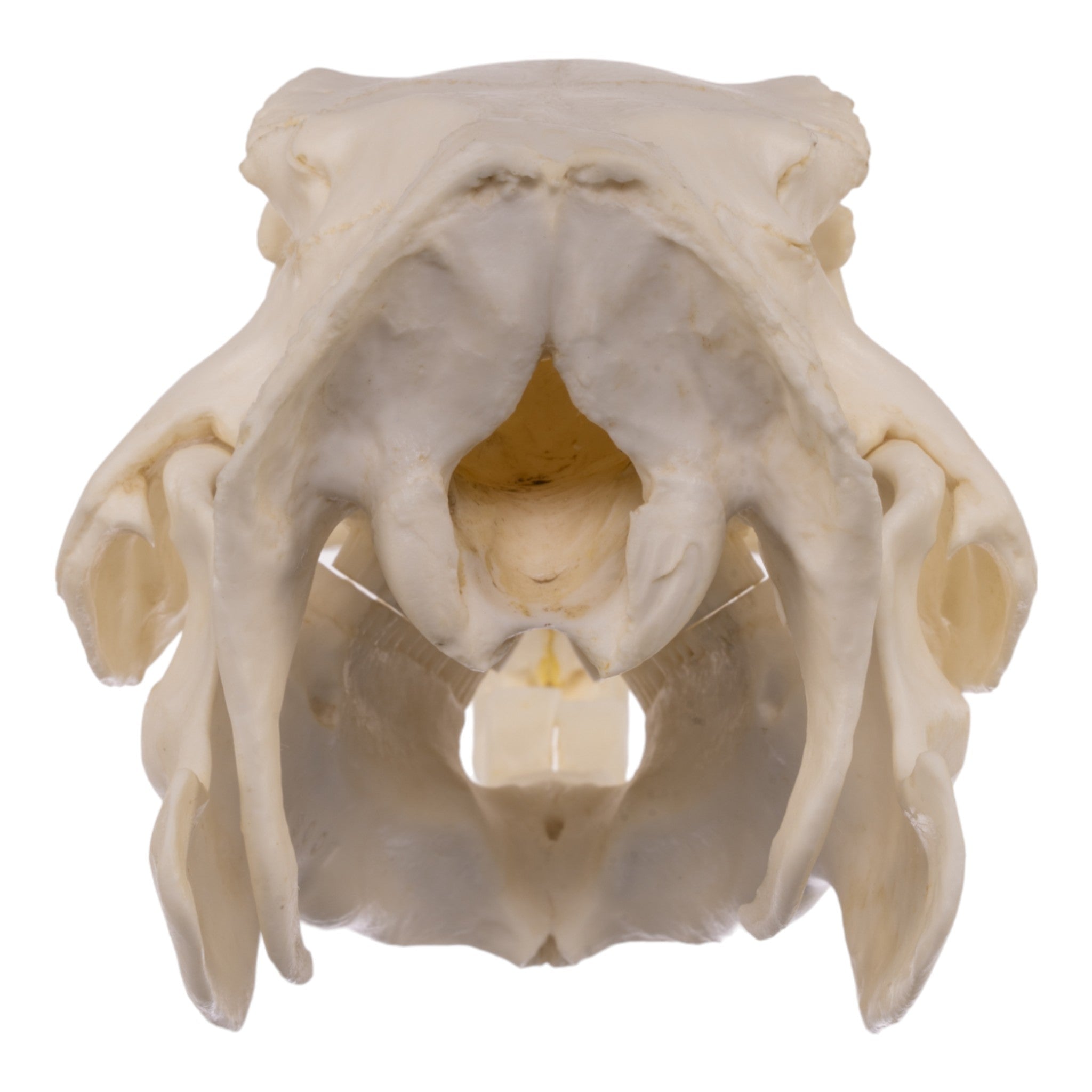 Authentic Replica Capybara Skull - Lifelike Animal Skull Model for Home Decor, Educational Display & Halloween Props
