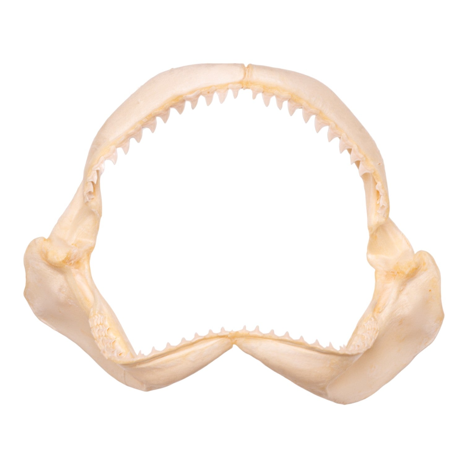Authentic Dusky Shark Jaw - 11.8 Inches - Rare Marine Specimen for Collectors, Home Decor & Educational Display
