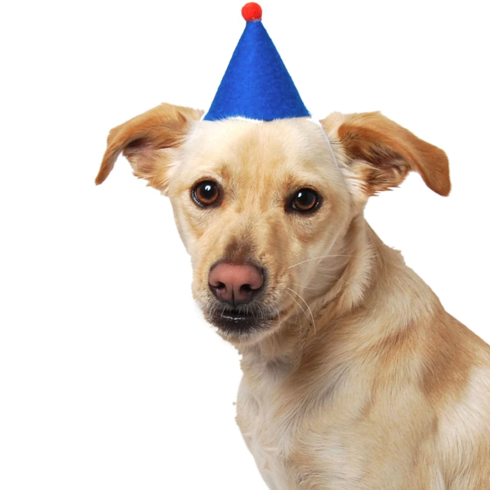 ModernBeast Blue Dog Party Hat - Fun & Stylish Pet Apparel for Dogs - Perfect for Birthdays, Halloween & Costume Parties