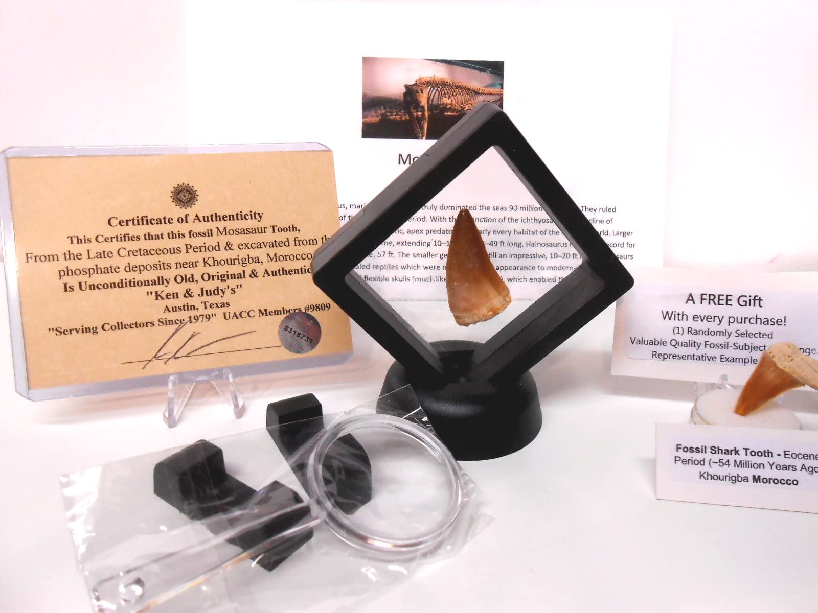 Authentic Mosasaur Dinosaur Tooth Fossil from Khourigba, Morocco - Large Prehistoric Specimen with Display Case, Acrylic Stand & Certificate of Authenticity | Perfect for Paleontology Collections, Home Decor, and Educational Displays
