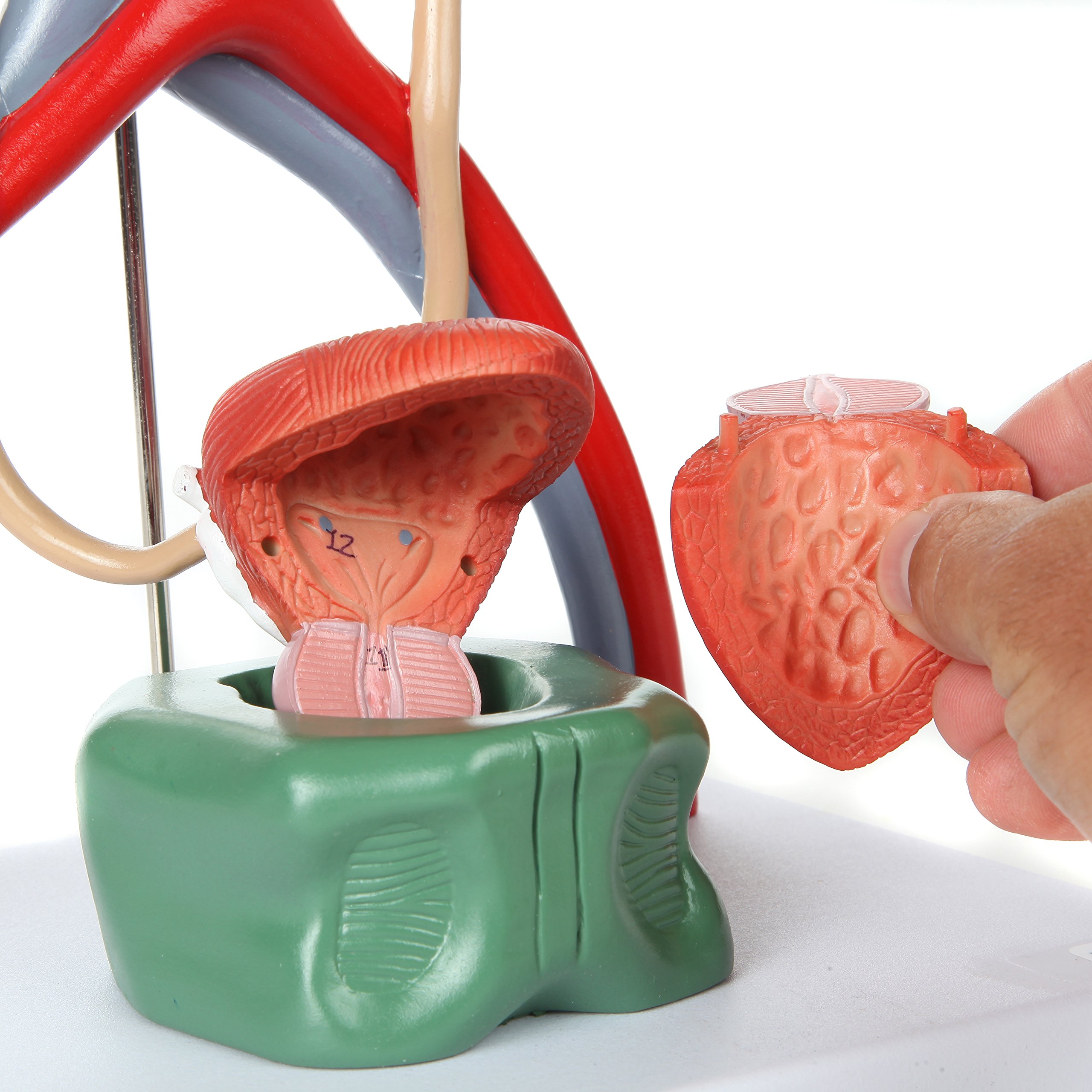 Axis Scientific Male Urinary System Anatomy Model - Detailed Kidneys with Adrenal Glands, Ureters & Bladder - Includes Instruction Manual - Perfect for Medical Students, Doctors & Biology Classrooms