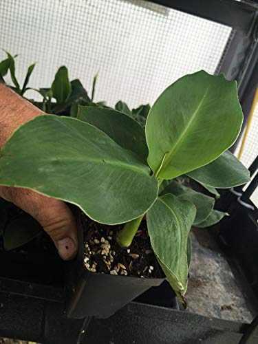 Musa 'Truly Tiny' Super Dwarf Banana Plant - Live Indoor Fruit Tree for Small Spaces - Perfect for Patios, Balconies & Container Gardening