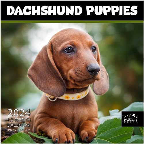 07 - Dachshund Puppies