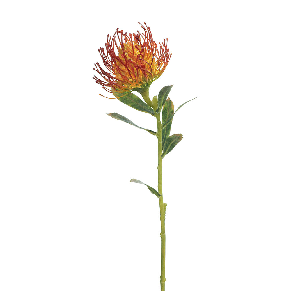 Protea Leucospermum Pincushion (Burnt Orange) - Exotic Flower for Wedding Bouquets, Home Decor & Tropical Gardens