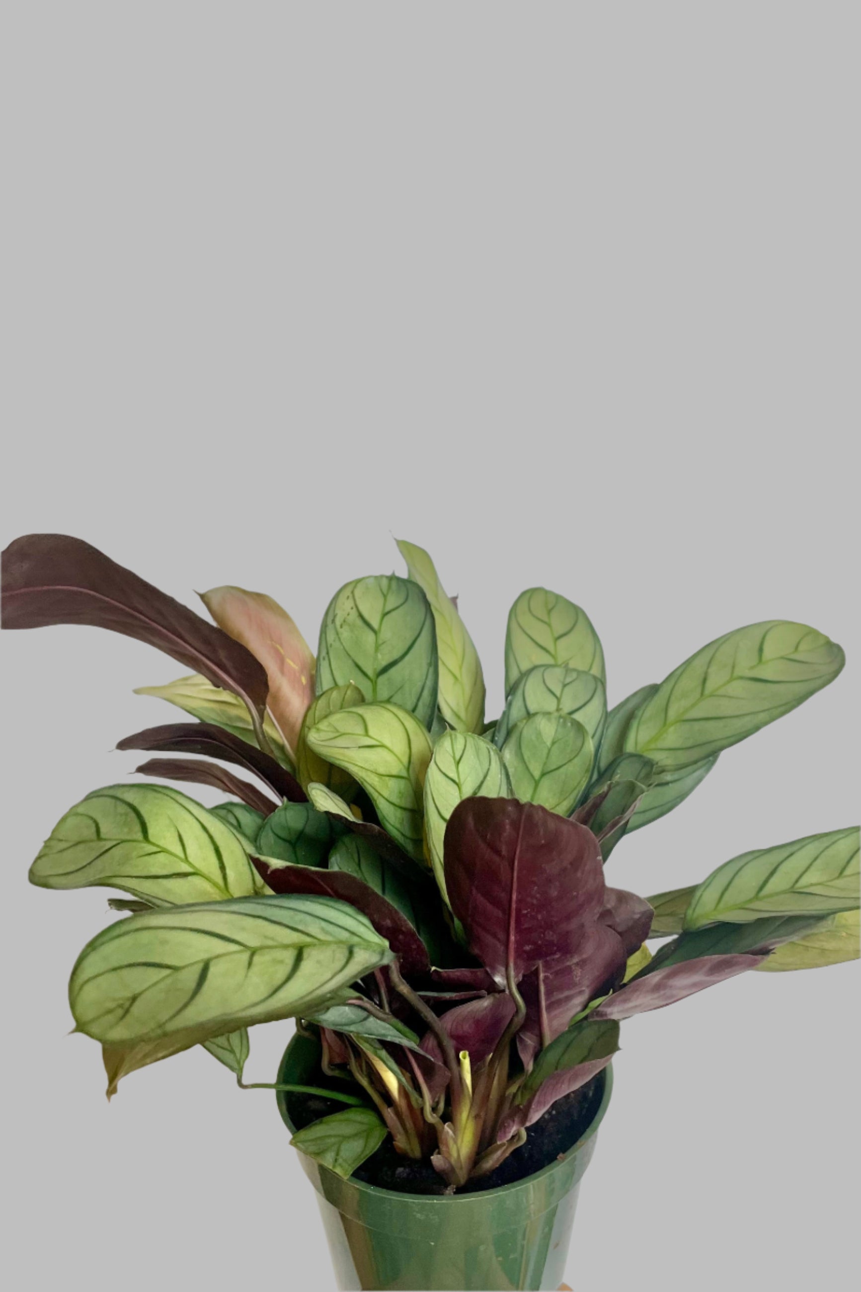 Ctenanthe Burle Marxii 'Amagris' - 4 Inch Live Prayer Plant for Home & Office Decor | Low Light Indoor Houseplant for Bedroom, Bathroom, and Living Room