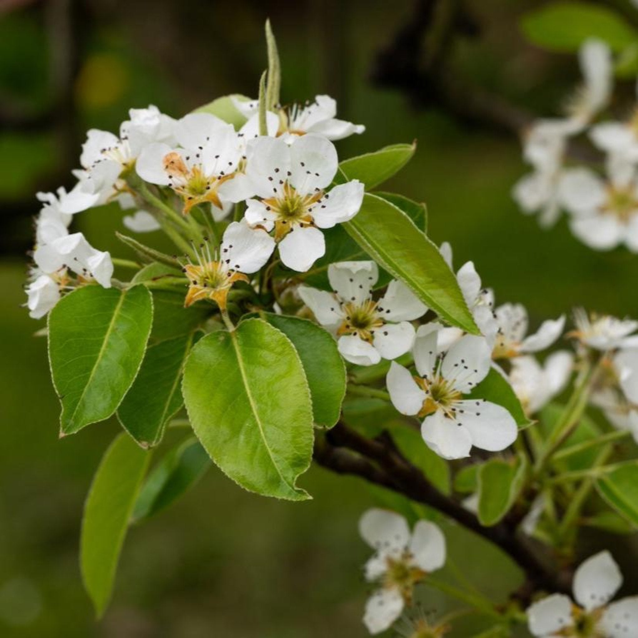 D'Anjou Pear Tree - Fresh Fruit Tree for Home Garden, Backyard Orchard & Landscaping | Perfect for Baking, Canning & Healthy Snacks
