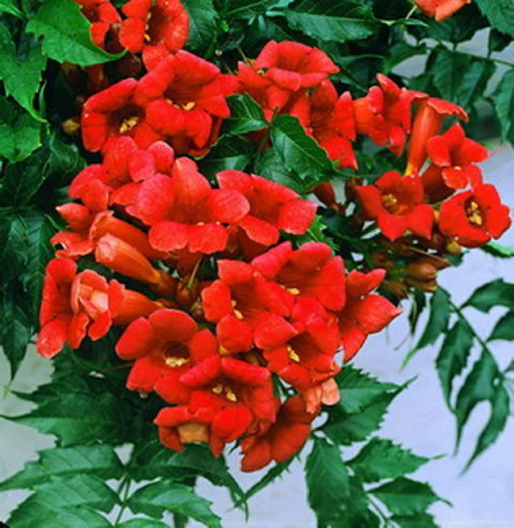 Red Hummingbird Vine Seeds for Planting - Fast Growing Flowering Vines for Landscaping, Garden Walls & Fences - Attracts Hummingbirds & Butterflies - Perfect for Outdoor Decor, Privacy Screens & Vertical Gardens