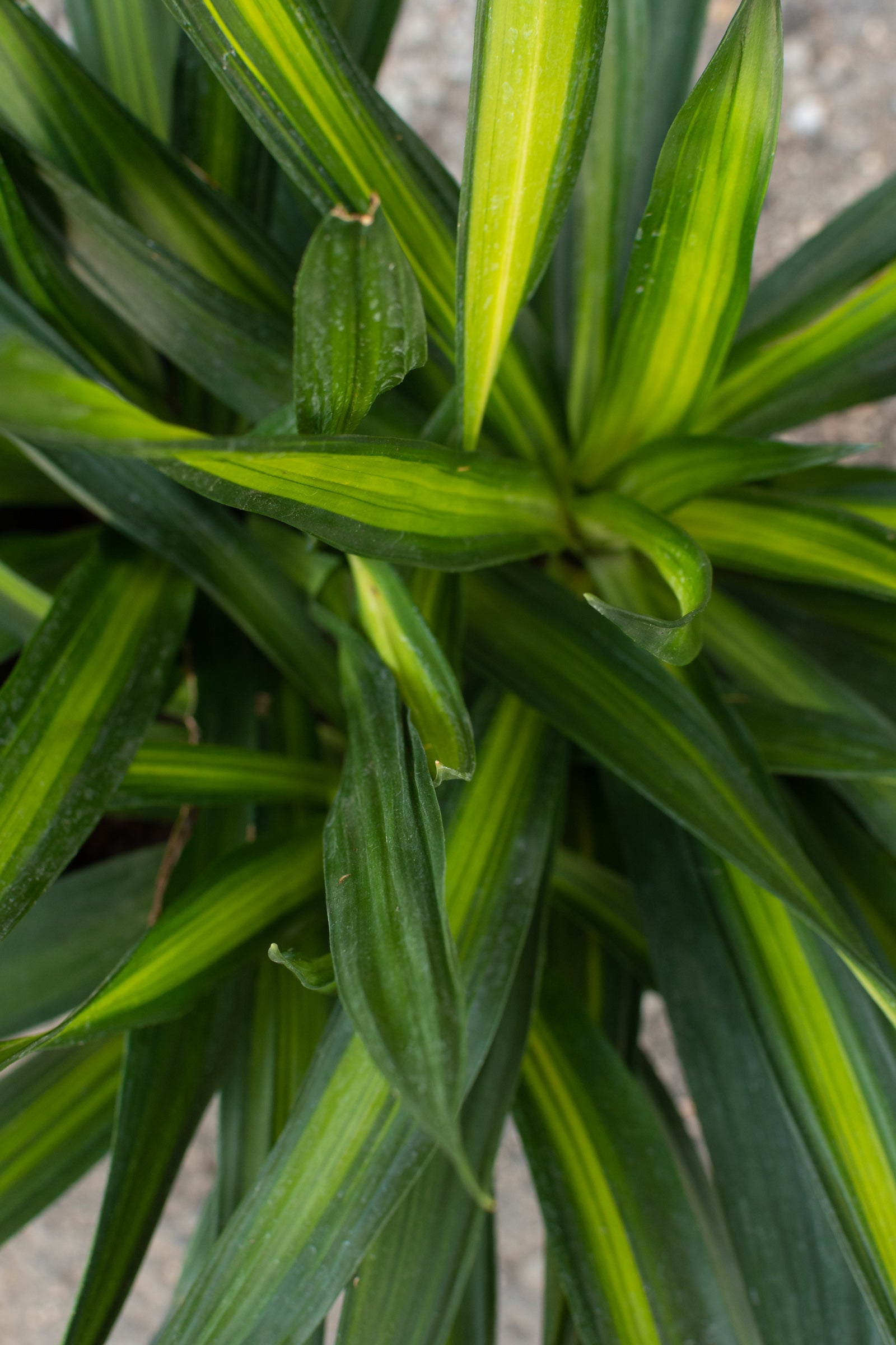 Dracaena 'Rikki' Indoor Plant - 8