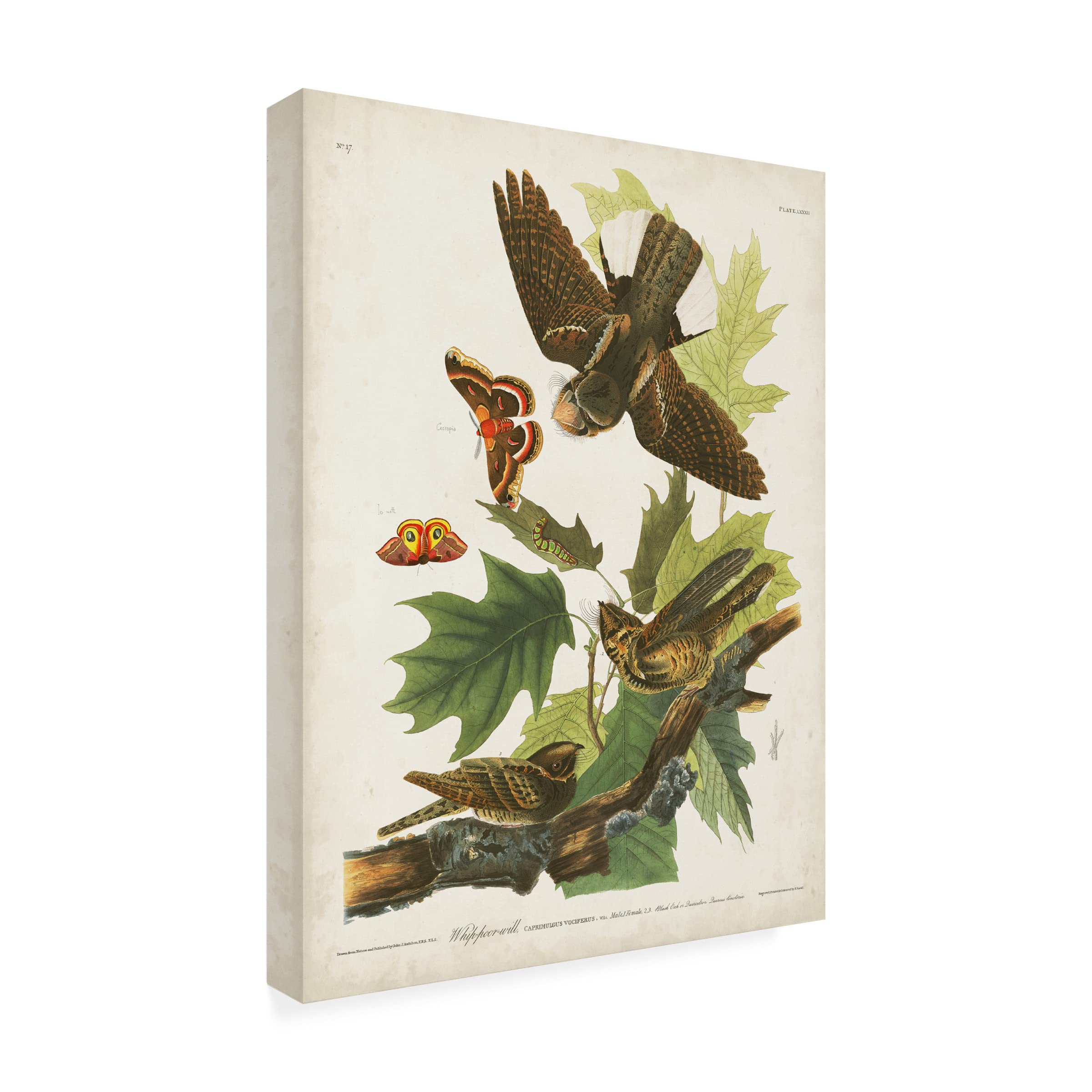 John James Audubon 'Whip Poor Will' Canvas Art Print - 24x32 Inch Wildlife Bird Painting - Premium Trademark Fine Art for Living Room, Bedroom & Office Decor