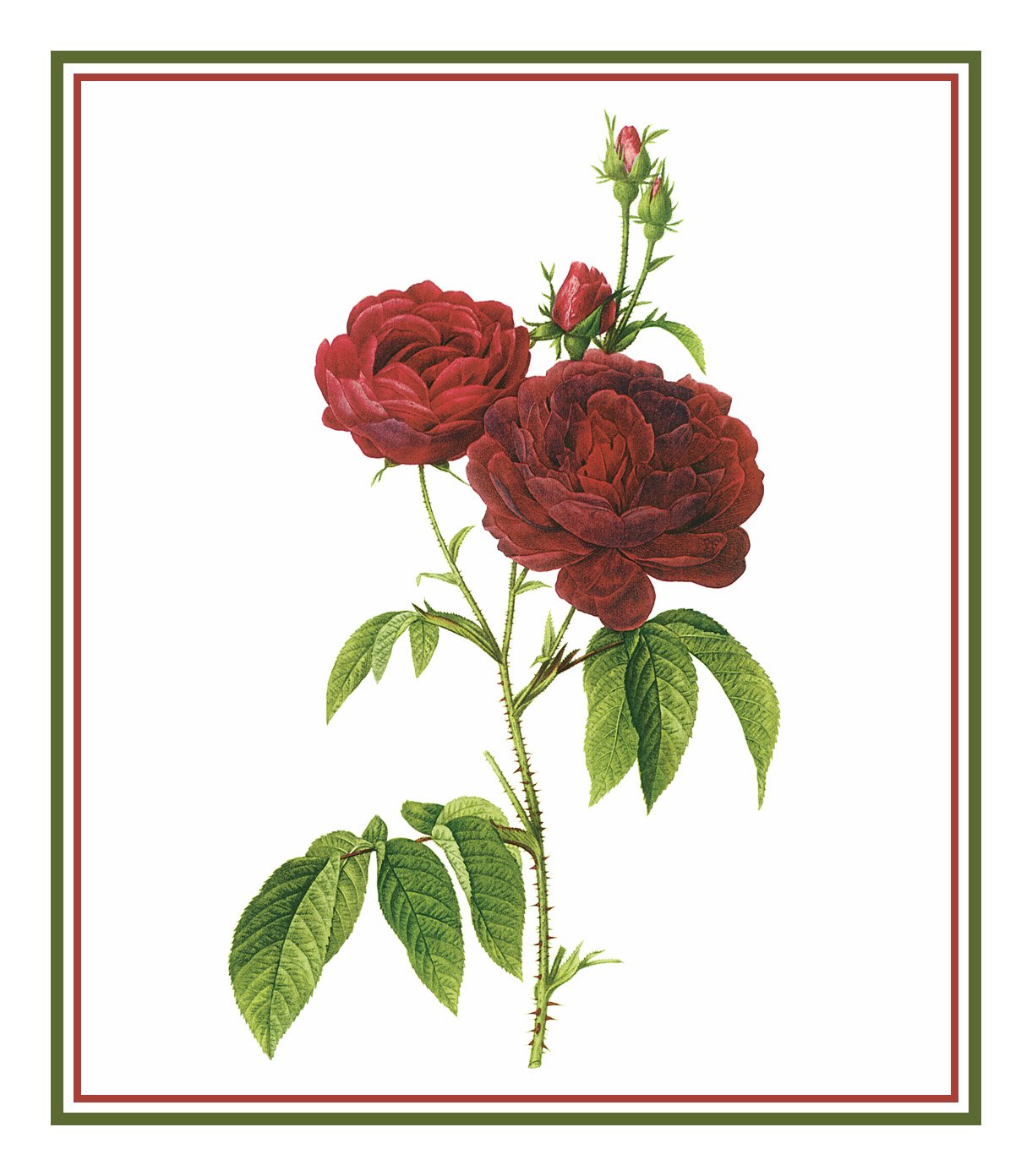 Orenco Originals Bishops Rose Flower Cross Stitch Kit - Vintage Redoute Floral Design Counted Embroidery Pattern for Home Decor, DIY Crafts & Gift Giving
