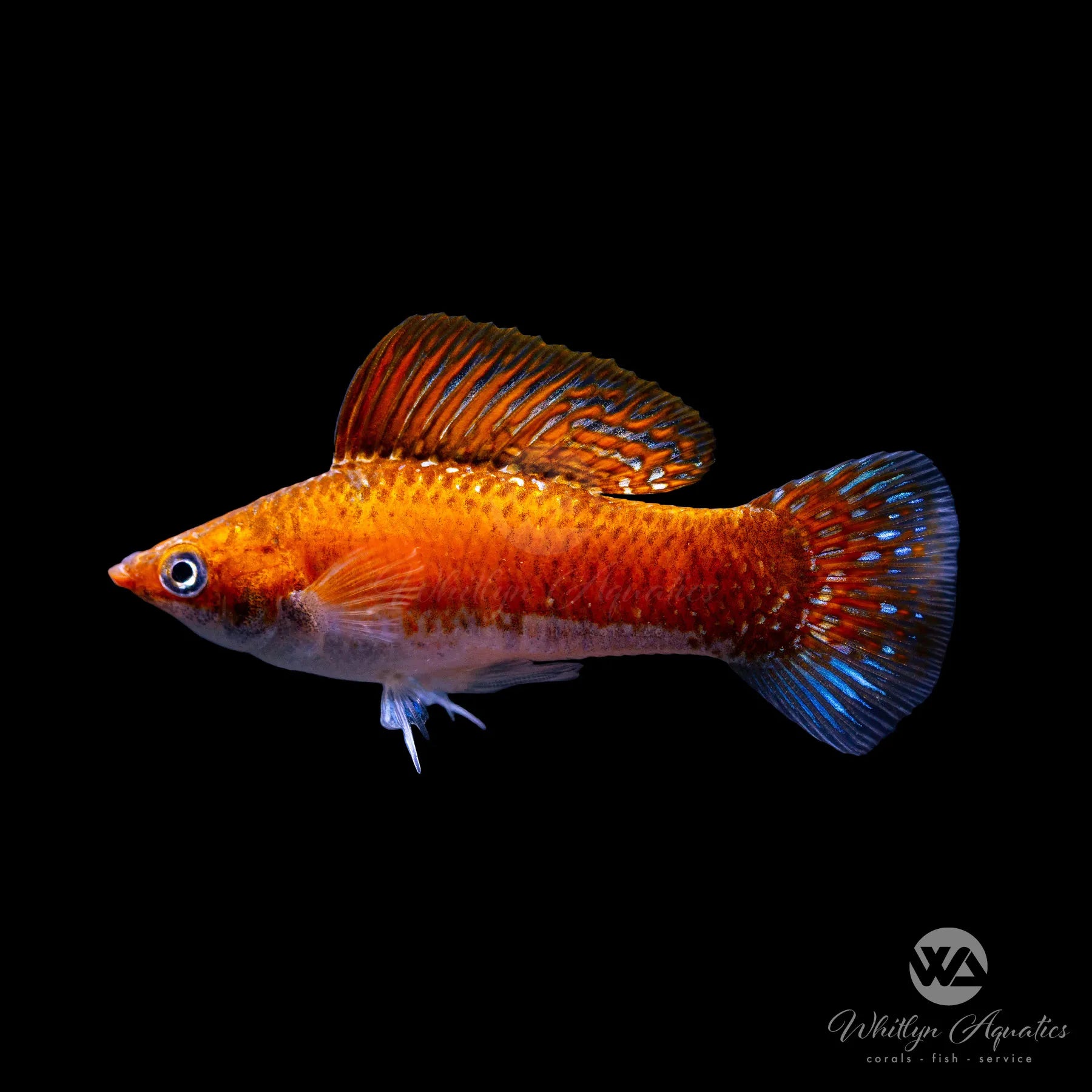 Premium Copper Sailfin Molly Fish (Poecilia latipinna) - Live Tropical Aquarium Fish for Freshwater Tanks & Community Aquariums