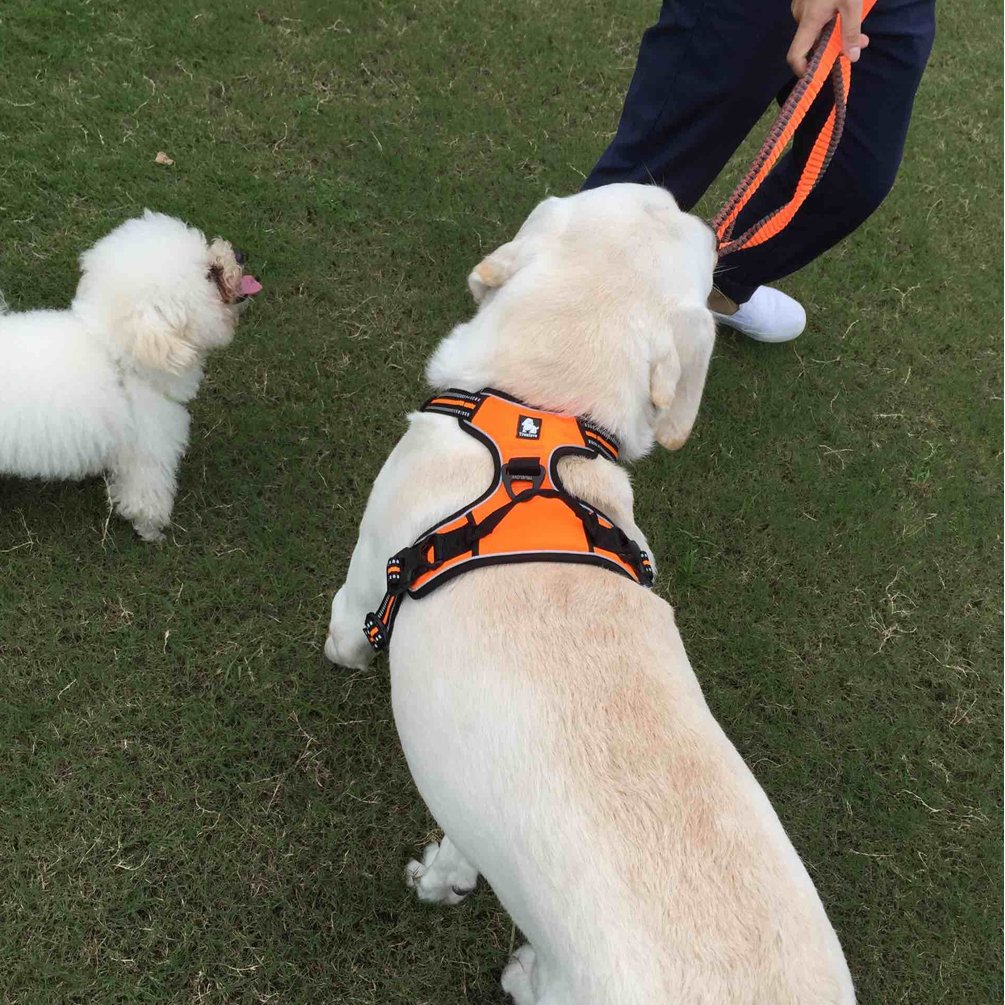 SGODA Reflective No-Pull Dog Harness with Handle - Adjustable Pet Vest for Small Dogs, Orange - Perfect for Night Walks, Jogging & Outdoor Adventures