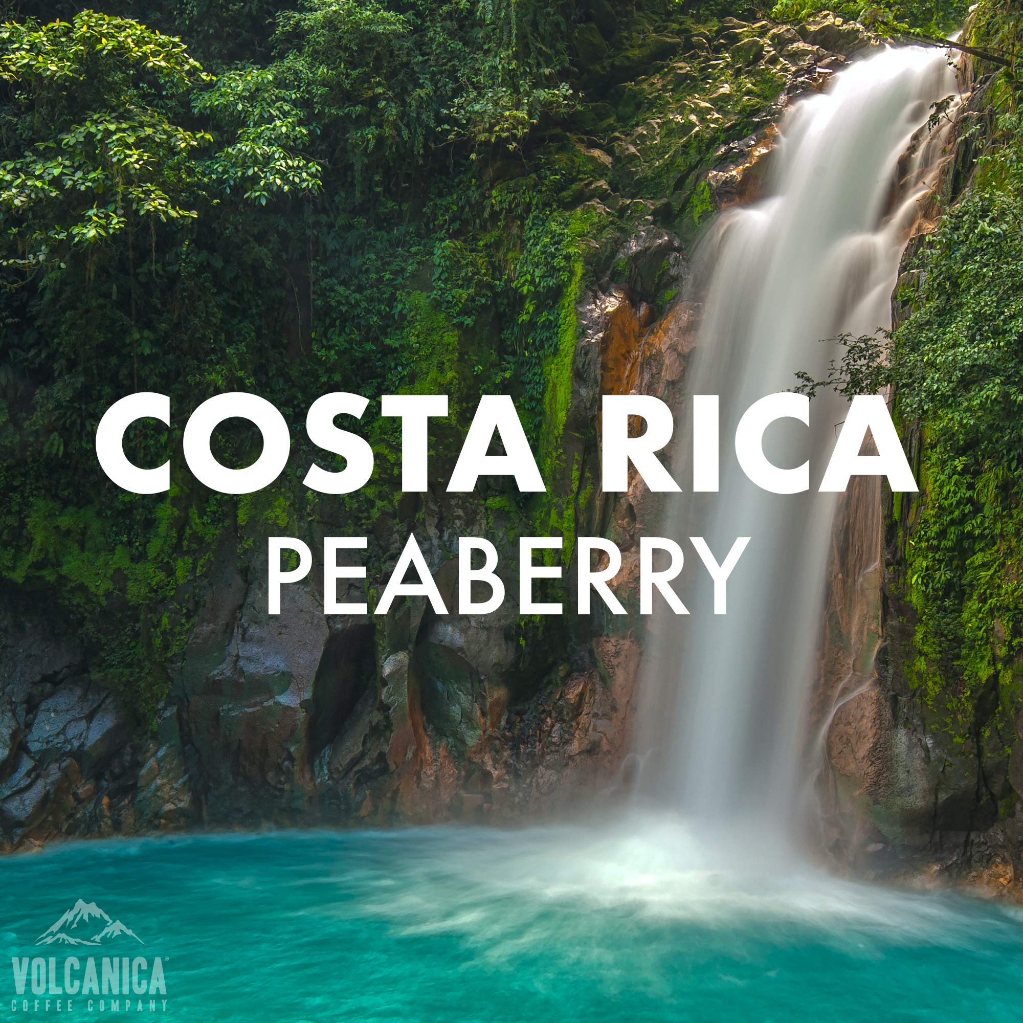 Premium Costa Rica Peaberry Coffee Beans - Medium Roast, Whole Bean, Fresh Roasted, 5 lb Bag - Perfect for Home Brewing, Office Use & Gifts