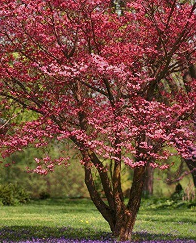 Pixies Gardens Red Dogwood Tree - 2 Gallon Potted with Ruby Red Spring Blooms, Vibrant Fall Foliage in Scarlet, Burgundy & Amber, Late Fall Berries | Perfect for Landscaping, Garden Borders & Seasonal Color Displays