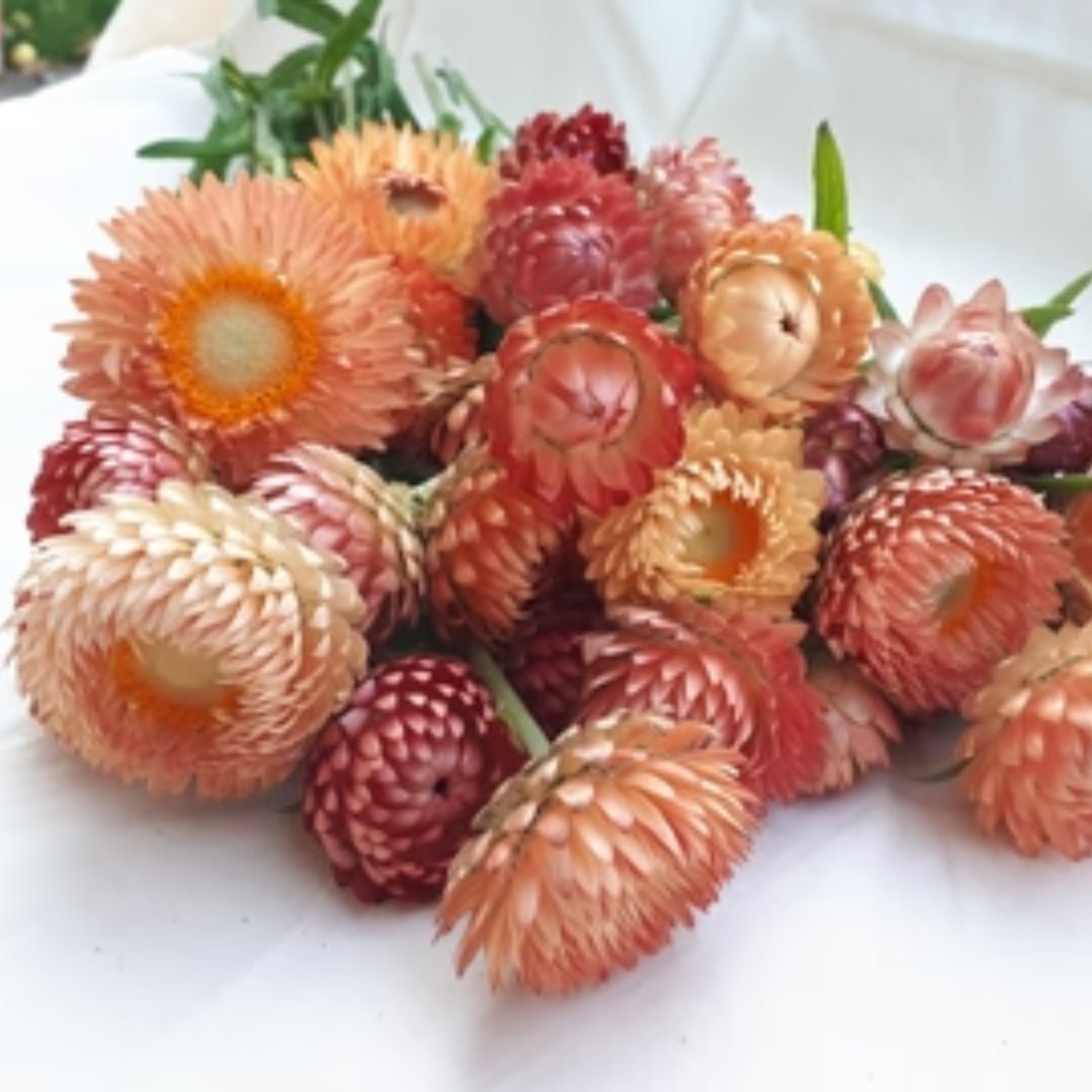 Premium Apricot Mix Strawflower Seeds for Planting - Vibrant Cut Flowers for Bouquets, Gardens & DIY Floral Arrangements