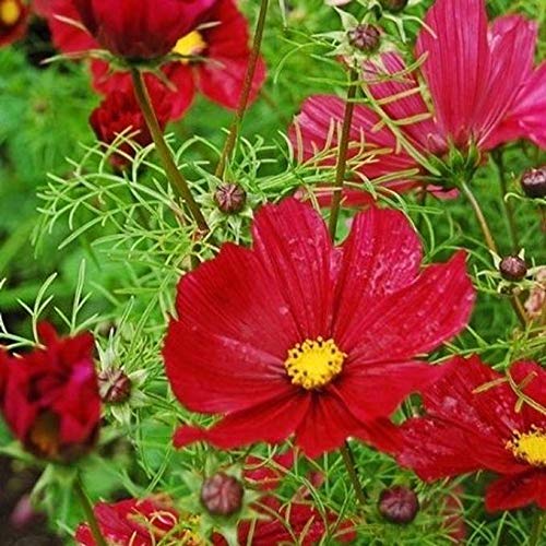Cosmos 'Dazzler' Flower Seeds - 50 Count, Large Bright Crimson-Red Blooms with Vibrant Yellow Centers | Perfect for Garden Borders, Cut Flower Arrangements & Pollinator Gardens