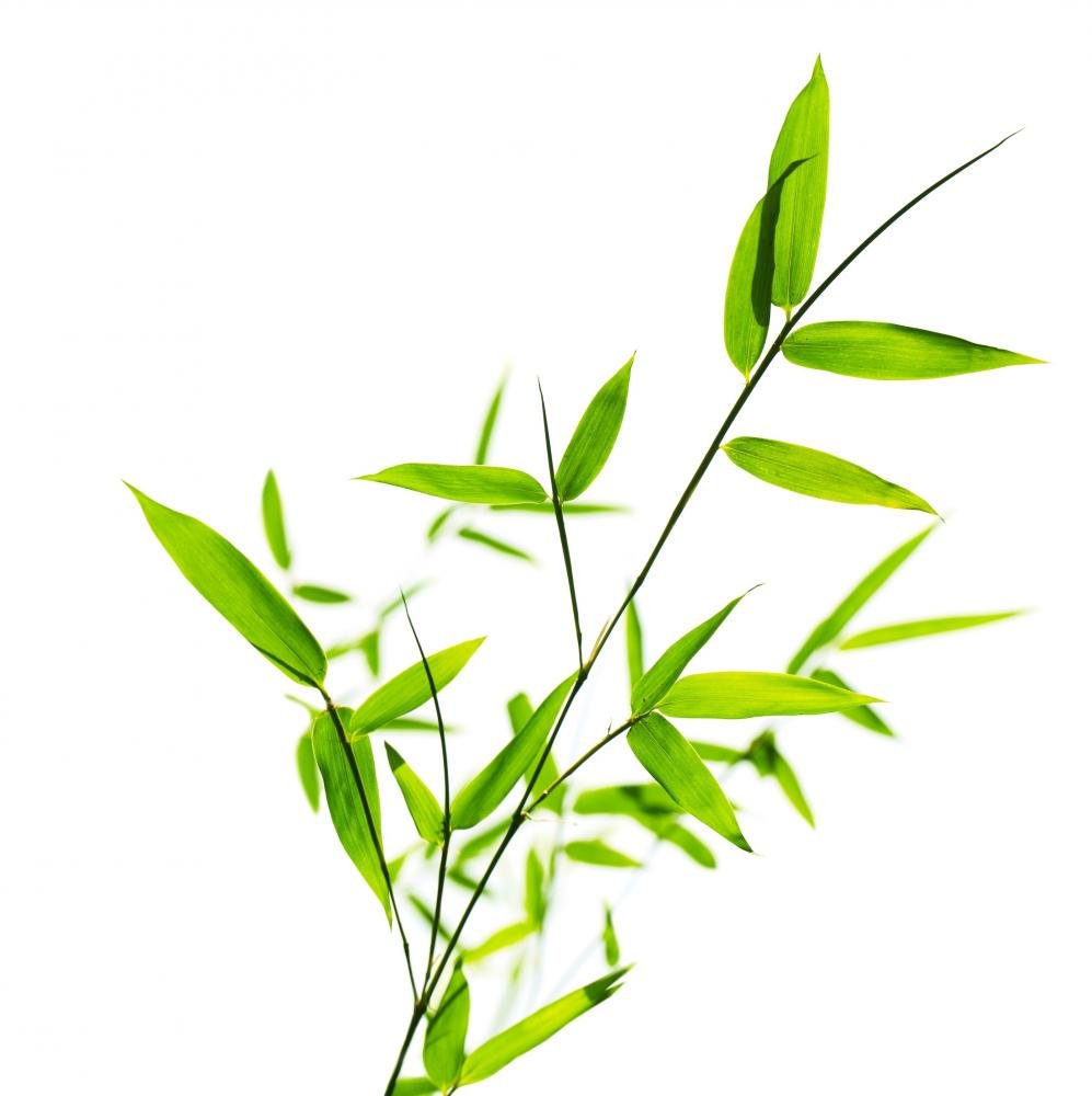 Wallmonkeys Peel and Stick Bamboo Leaves Wall Decal - 18x18 Inches Removable Wall Sticker for Home, Office, Nursery & Bedroom Decor