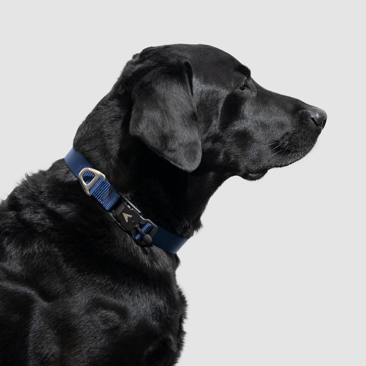 Lifetime Lite Collar - Durable Adjustable Dog Collar for Small & Medium Dogs - Perfect for Daily Walks, Training & Outdoor Adventures