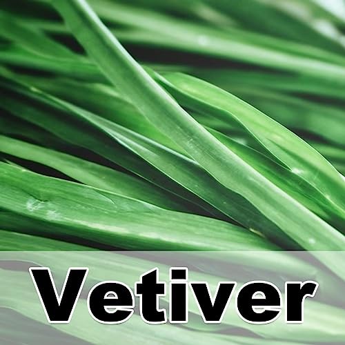 Vetiver