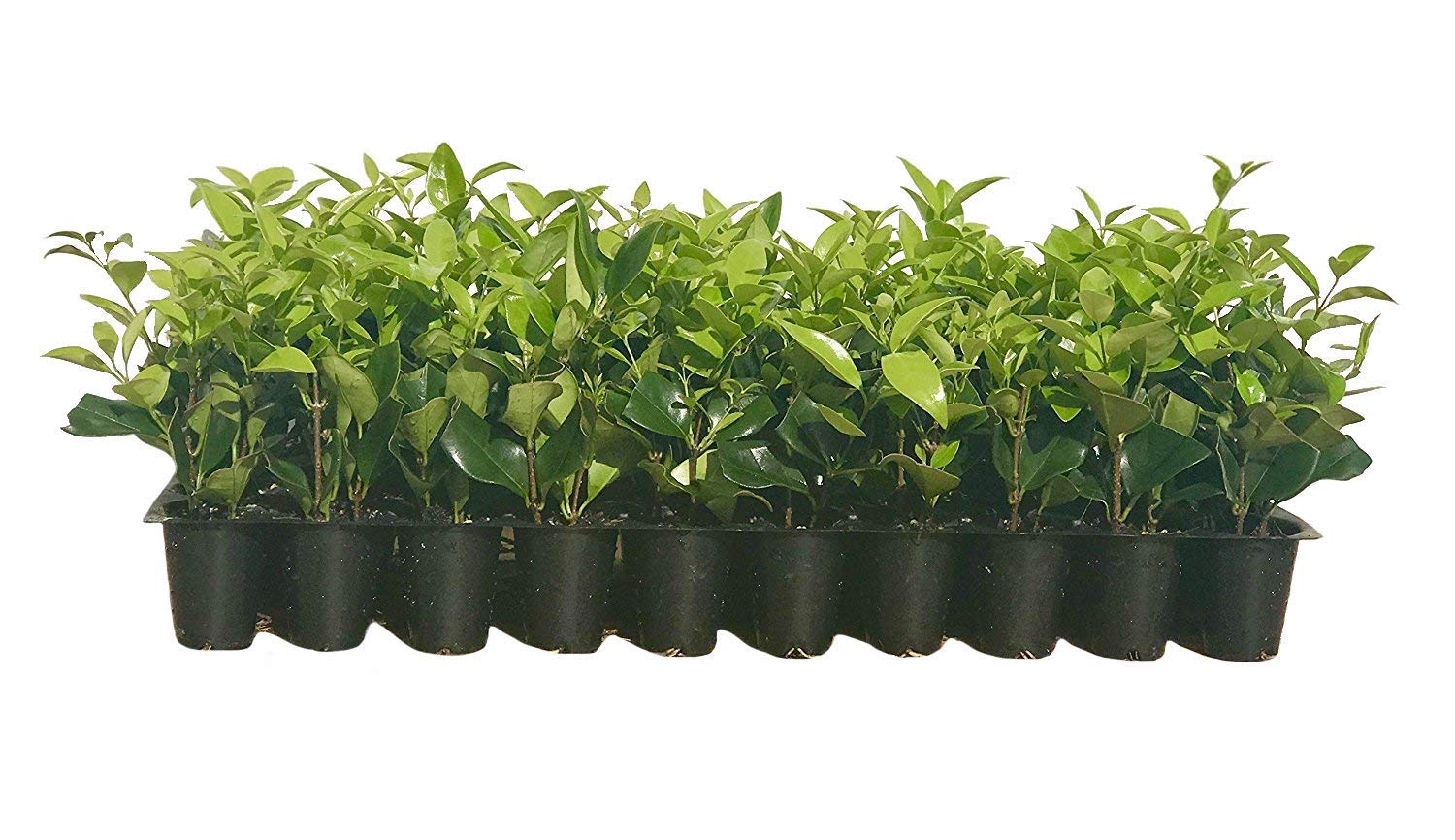 Ligustrum Waxleaf Privet - 30 Live Evergreen Plants for Privacy Hedge, Garden Border & Landscaping | Fast-Growing Shrubs for Year-Round Screening