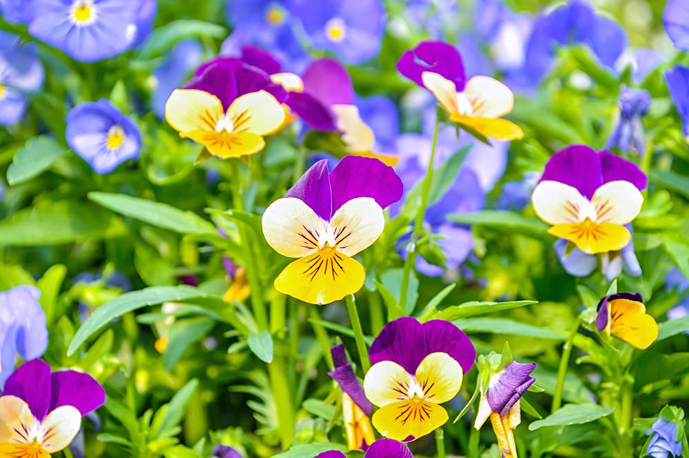 Johnny Jump Up Pansy Seeds - 1,000+ Multicolor Viola Pansy Seeds for Perennial Gardens - Beautiful Flowering Plants for Borders, Containers & Landscaping
