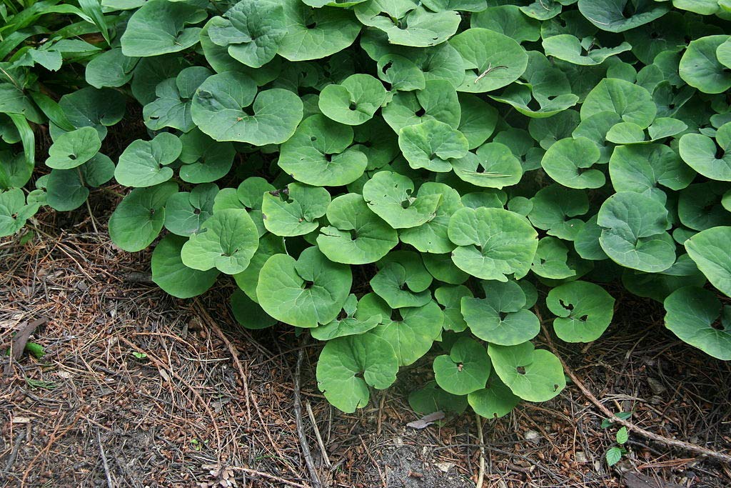 Organic Asarum Canadensis Wild Ginger Starter Plants - Pack of 10 | Native Perennial Shade Garden Ground Cover | Perfect for Woodland Gardens, Natural Landscaping & Erosion Control