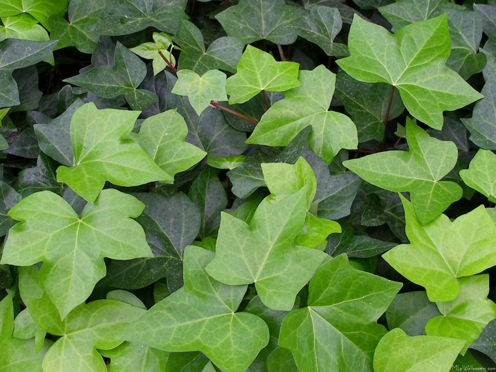 Green English Ivy (Hedera Helix) - 5 Live Plants in 6 Inch Pots - Easy Care Indoor Air Purifying Houseplant Vine - Perfect for Home Decor, Office Spaces & Hanging Baskets