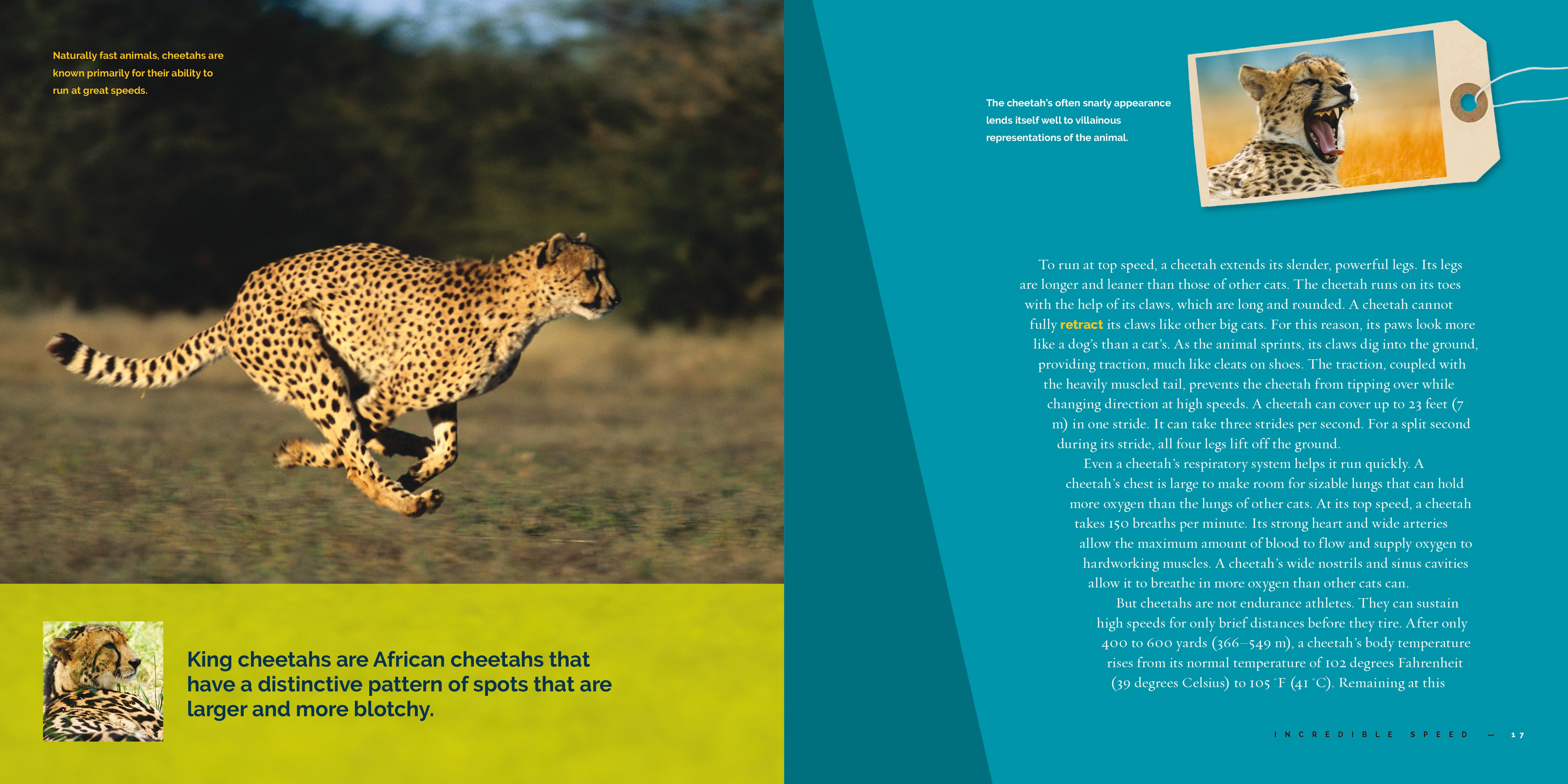 Cheetahs Book - 9781640265219 - Wildlife Education & Animal Facts for Kids & Adults - Perfect for School Projects & Nature Lovers