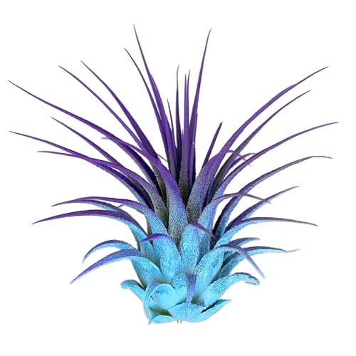 Baby Blue/Purple