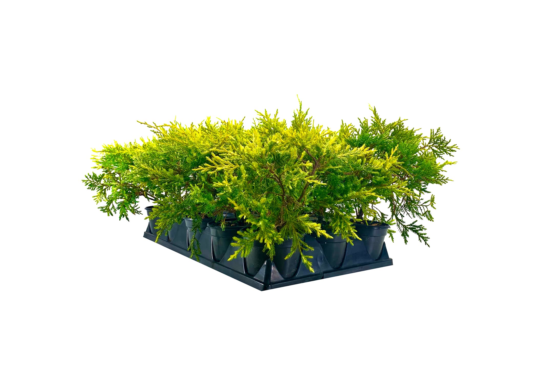Saybrook Gold Juniper Plants (15 Live 4-Inch Pots) - Juniperus Chinensis - Drought Tolerant, Cold Hardy Evergreen Groundcover for Landscaping, Rock Gardens & Slopes