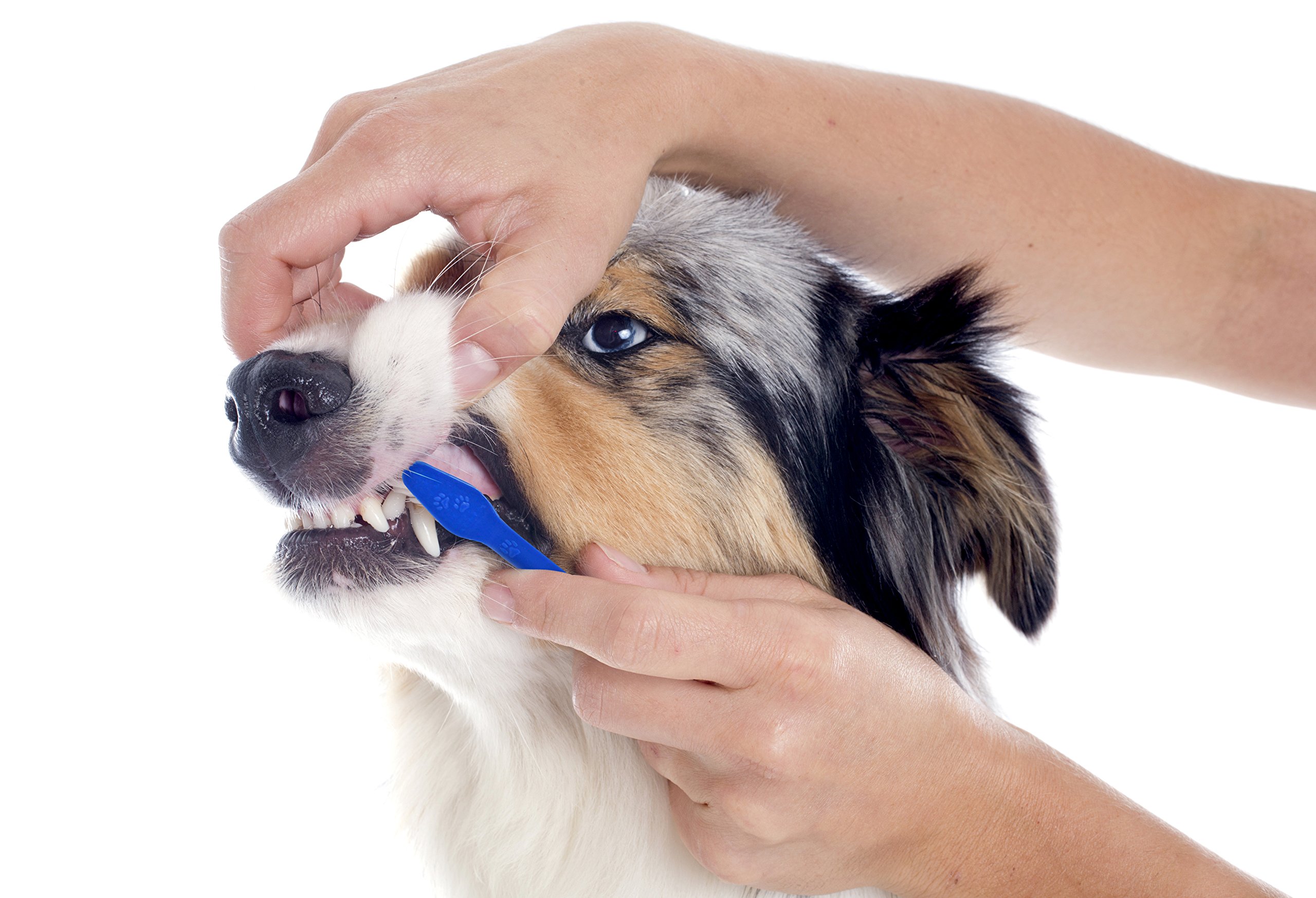 Pet Dog Toothbrush Set - Soft Bristles for Gentle Cleaning - Dental Care Kit for Small & Large Dogs - Perfect for Daily Oral Hygiene at Home