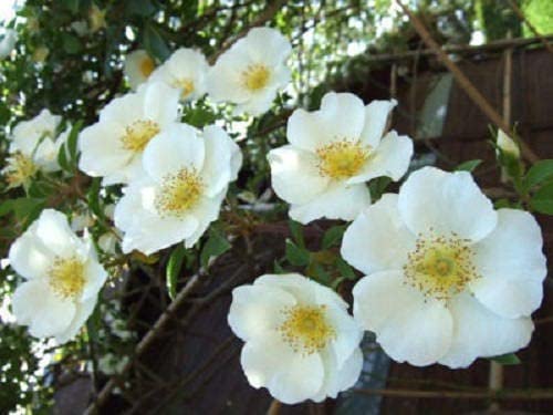 10 White Japanese Rose Seeds (Rosa Rugosa Alba) - Hardy Bush Rugosa Rose for Pots & Gardens | Perfect for Landscaping, Borders & Fragrant Flower Arrangements