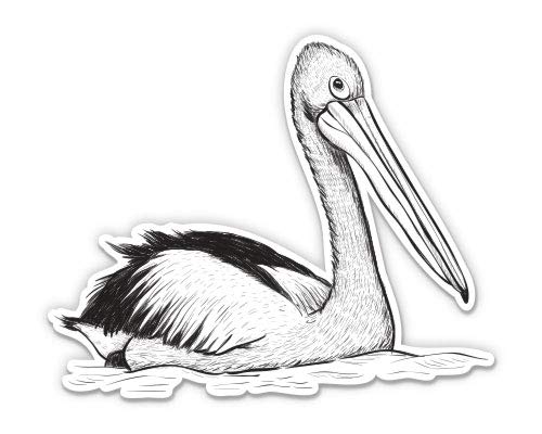 Pelican Sketch 3