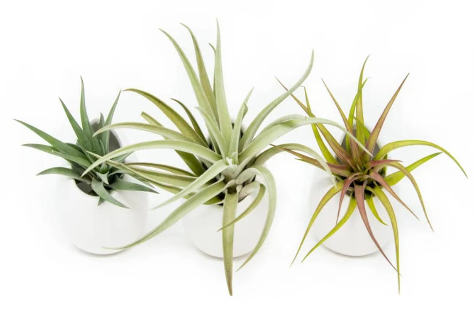 3 Mini Ivory Ceramic Hanging Air Plant Vases with Live Tillandsia - Boho Home Decor for Living Room, Bedroom & Office - Fast Shipping
