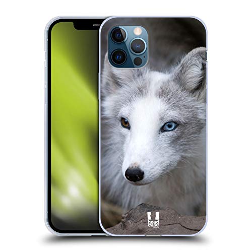 Coloured Eye Arctic Fox