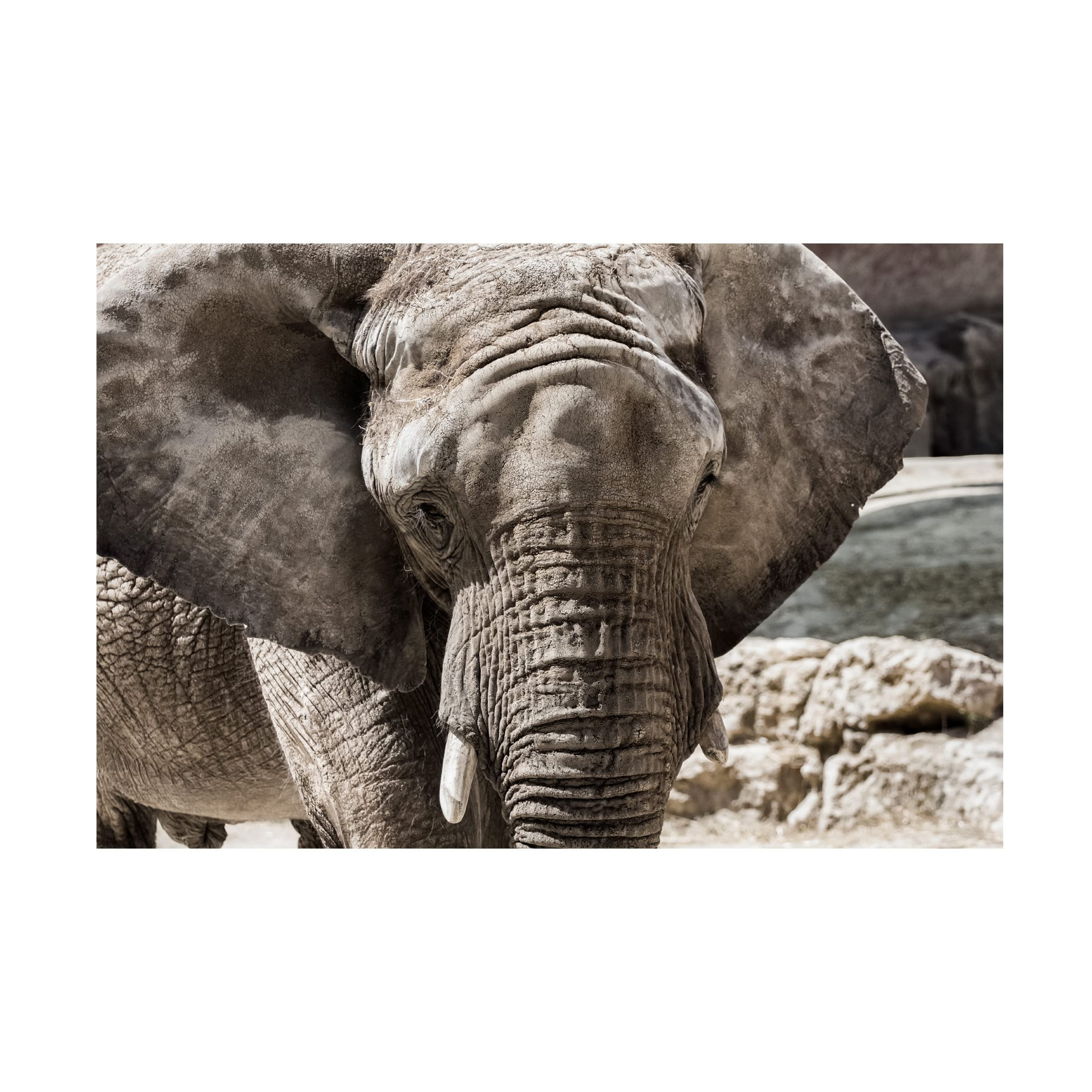 Trademark Fine Art 'The Boss' Canvas Art by Nuno Araujo - Premium Wall Decor for Living Room, Office & Modern Home Interiors