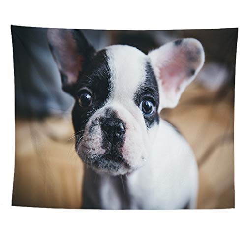 Dog 1