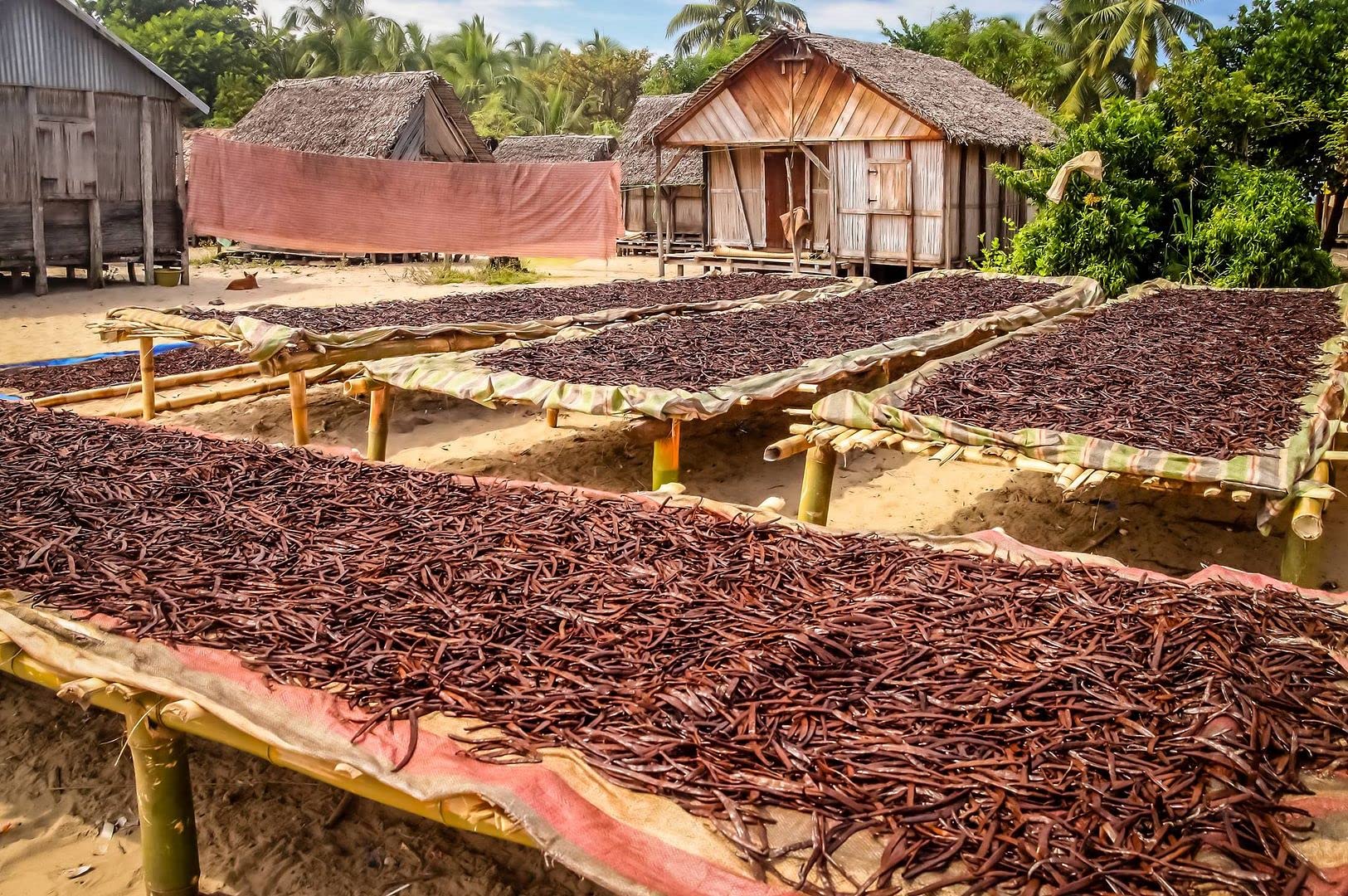 Premium Grade A Sri Lankan Vanilla Beans Whole Pods - 1 LB Bulk for Homemade Vanilla Extract, Baking, Ice Cream & Cooking | Perfect for Bakers, Chefs & DIY Vanilla Powder Making
