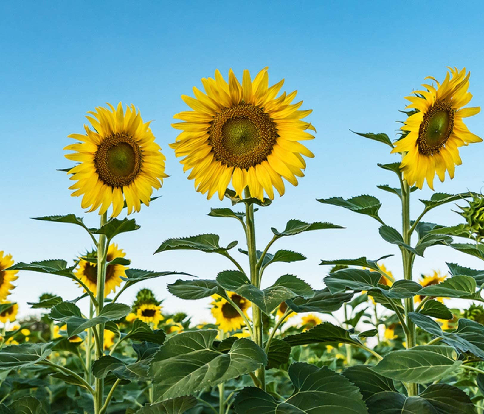 SkyScraper Sunflower Seeds for Planting - 20 Rare Exotic Garden Seeds | Grow Giant 15-20 ft Tall Sunflowers | Perfect for Backyard Gardens, Landscaping & Pollinator-Friendly Yards