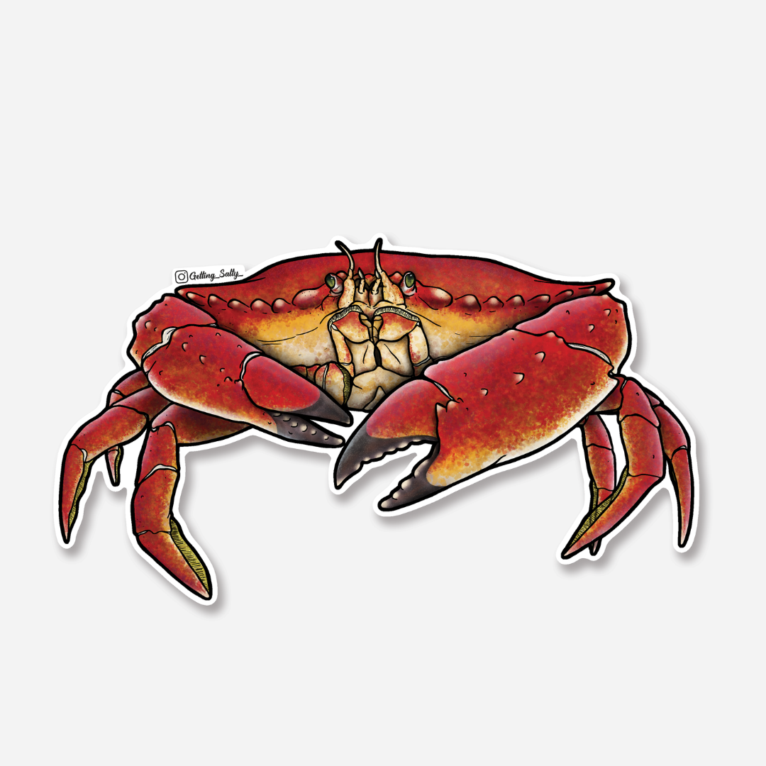 Fresh Red Rock Crab - Premium Wild-Caught Seafood for Gourmet Cooking & Special Occasions | Perfect for Grilling, Steaming & Seafood Boils