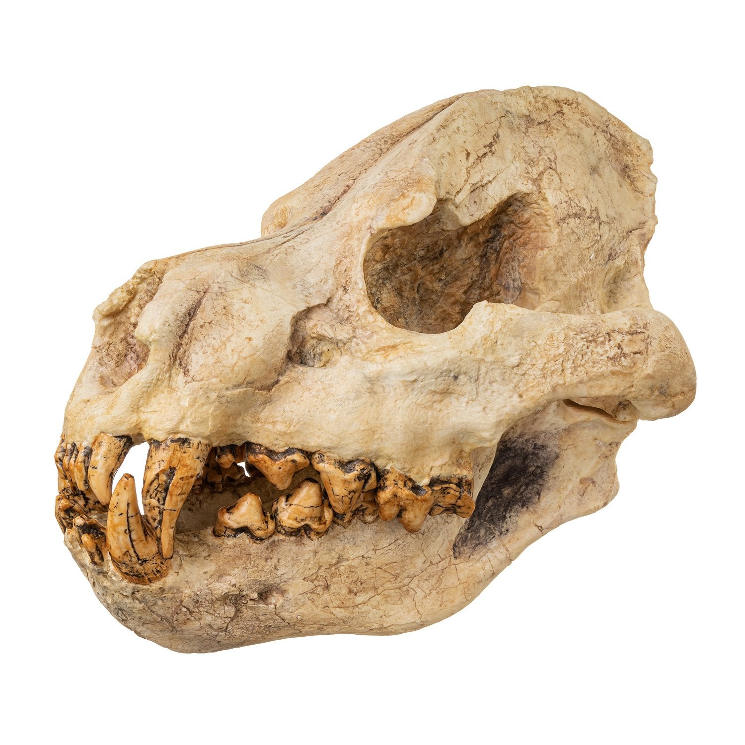 Giant Hyena Fossil Skull Replica - Lifelike Prehistoric Animal Skull for Home Decor, Museum Display & Educational Use