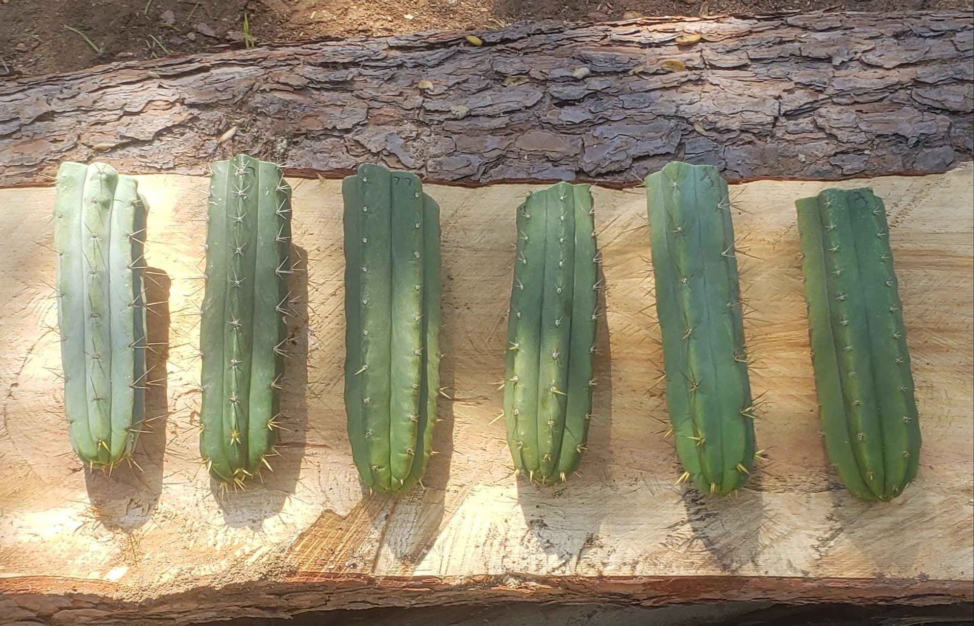 EC55 EXACT Trichocereus Lost Label Cactus Cuttings - 3 Pack (10-14 inches) | Rare Succulent Plants for Home Garden & Desert Landscaping