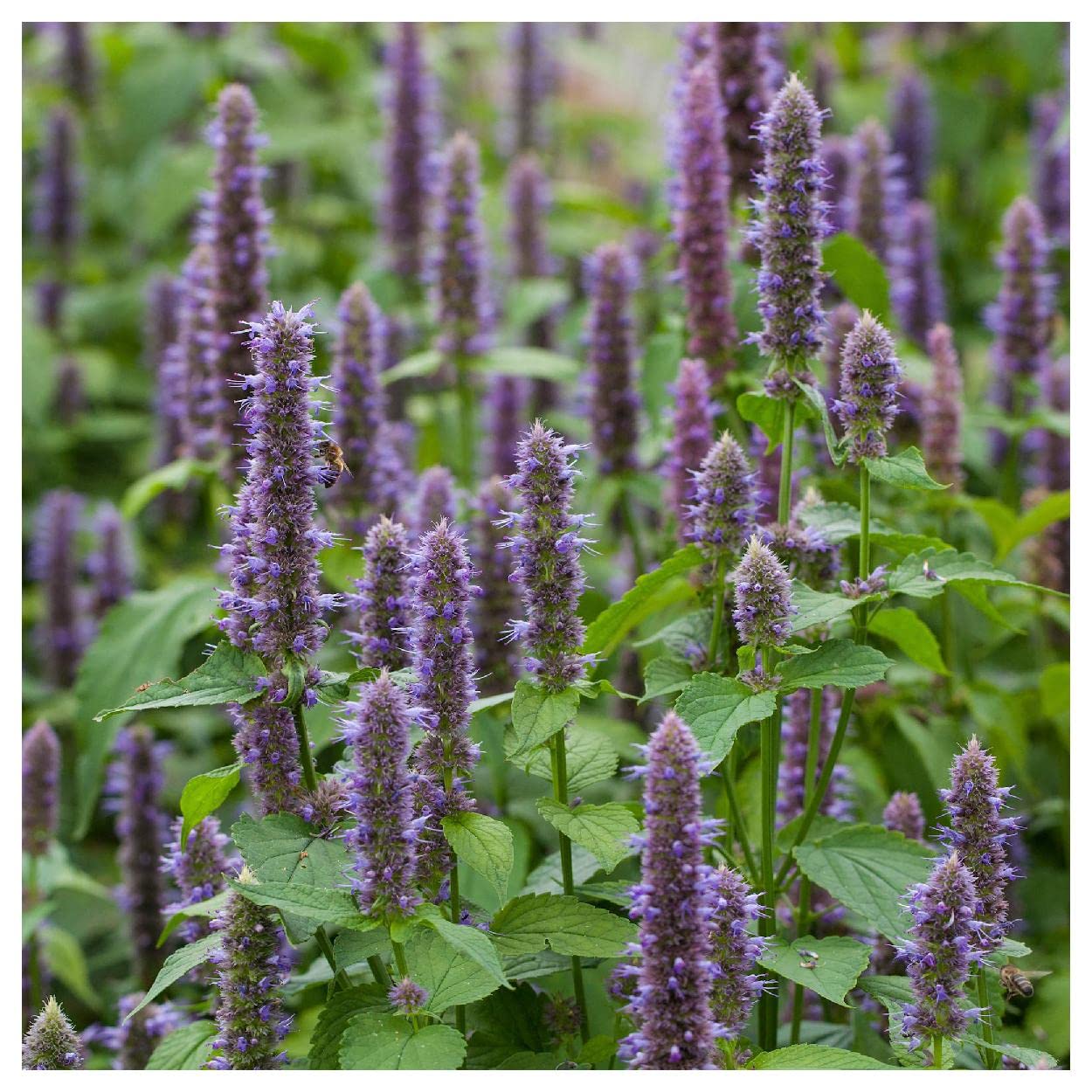 Everwilde Farms - 2000 Anise Hyssop Native Wildflower Seeds - Non-GMO, Heirloom Seeds for Pollinator Gardens, Herb Gardens & Landscaping - Gold Vault Jumbo Seed Packet (Ideal for Butterfly Gardens, Culinary Use & Aromatic Landscapes)