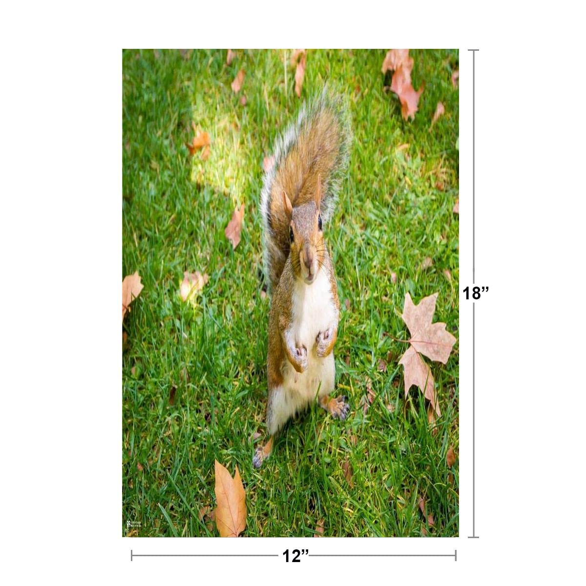 Autumn Leaves Squirrel Wall Art Print - 12x18 Woodland Nursery Decor, Kids Room Decor, Cute Baby Animal Nature Photography - Perfect for Baby Shower Gifts & Cozy Fall Home Decor