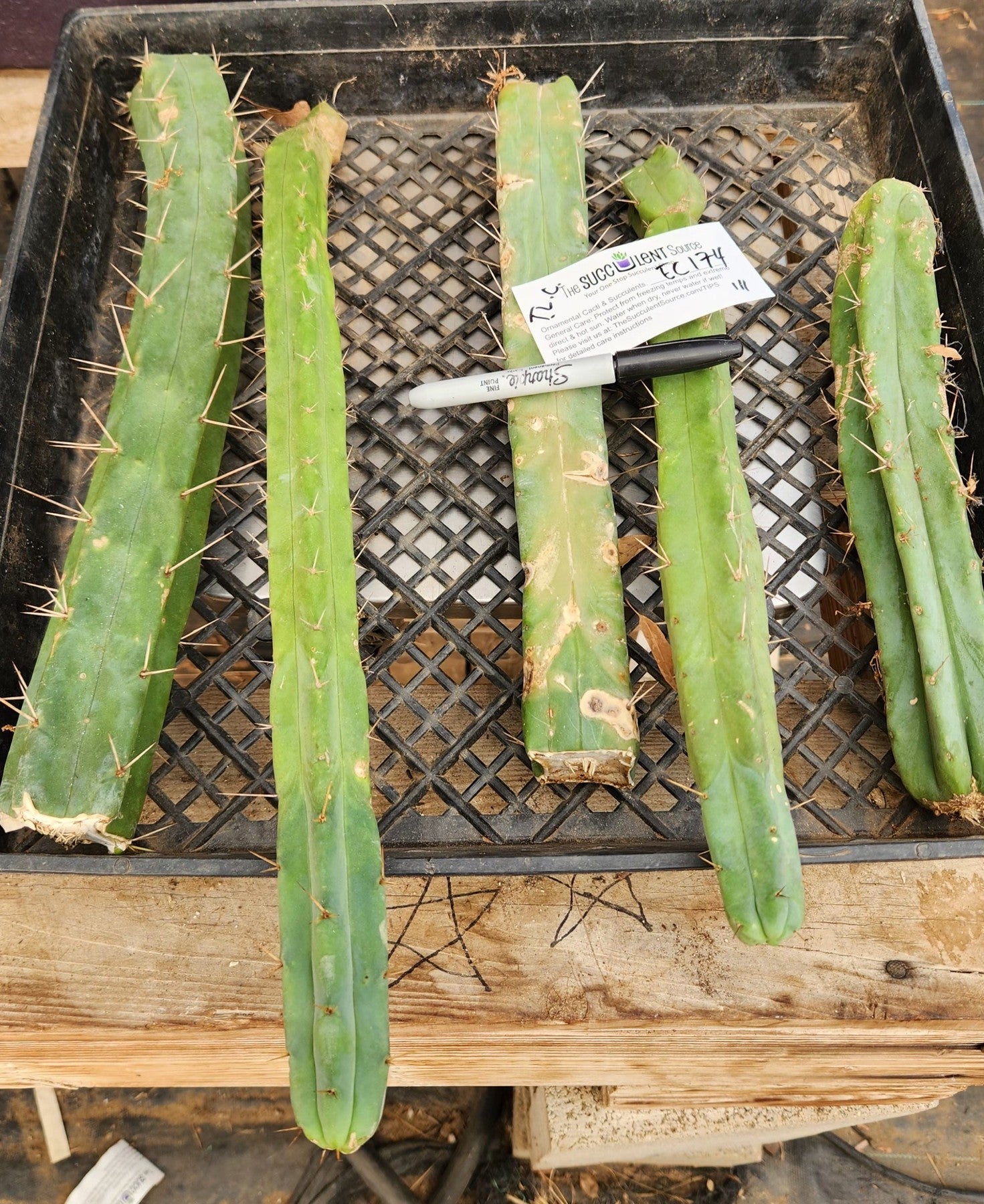 Premium Trichocereus Bridgesii Cactus Cuttings - Authentic TLC Grafted Lot #EC174 | Perfect for Home Gardening, Landscaping & Spiritual Ceremonies