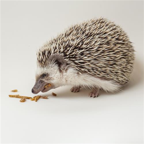 Premium Hedgehog Treat Sampler - Natural & Healthy Snacks for Pet Hedgehogs - Perfect for Bonding, Training & Special Occasions